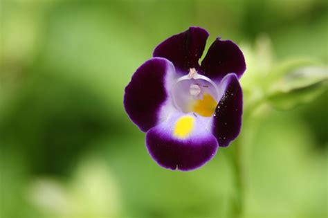 夏堇花語|夏堇的花語